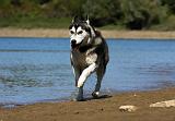 SIBERIAN HUSKY 666
